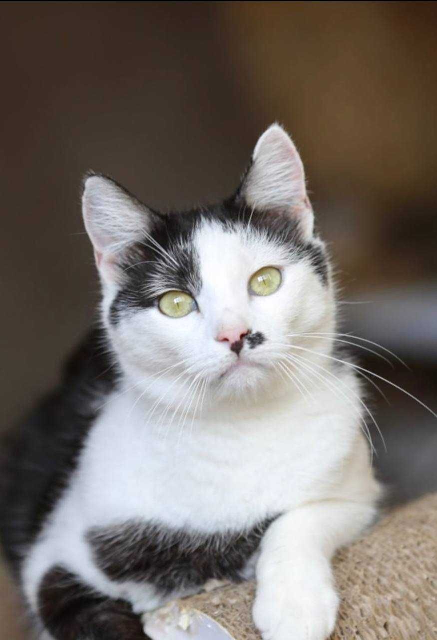 Котик Чак 1,5 года, большой кот, красивый котенок