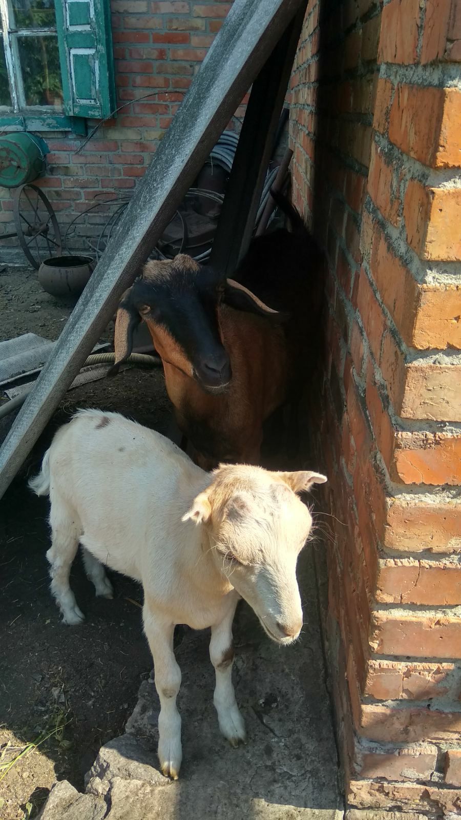 Продається козеня