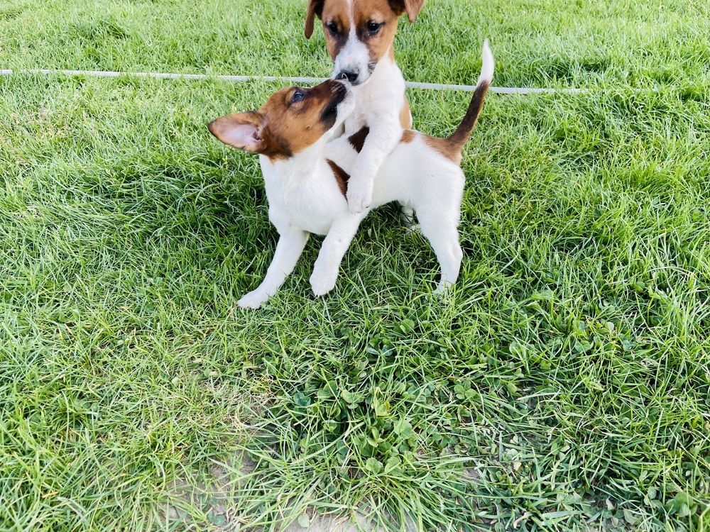 Jack Russell Terrier suczka Febe z rodowodem