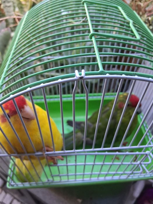 Casal de Kakarikis + Gaiola + Acessórios