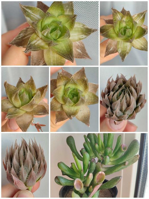 Сукуленти. Красула. Хавортія. Каланхое