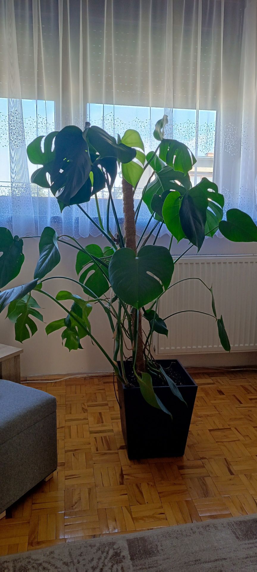 Piękna monstera.