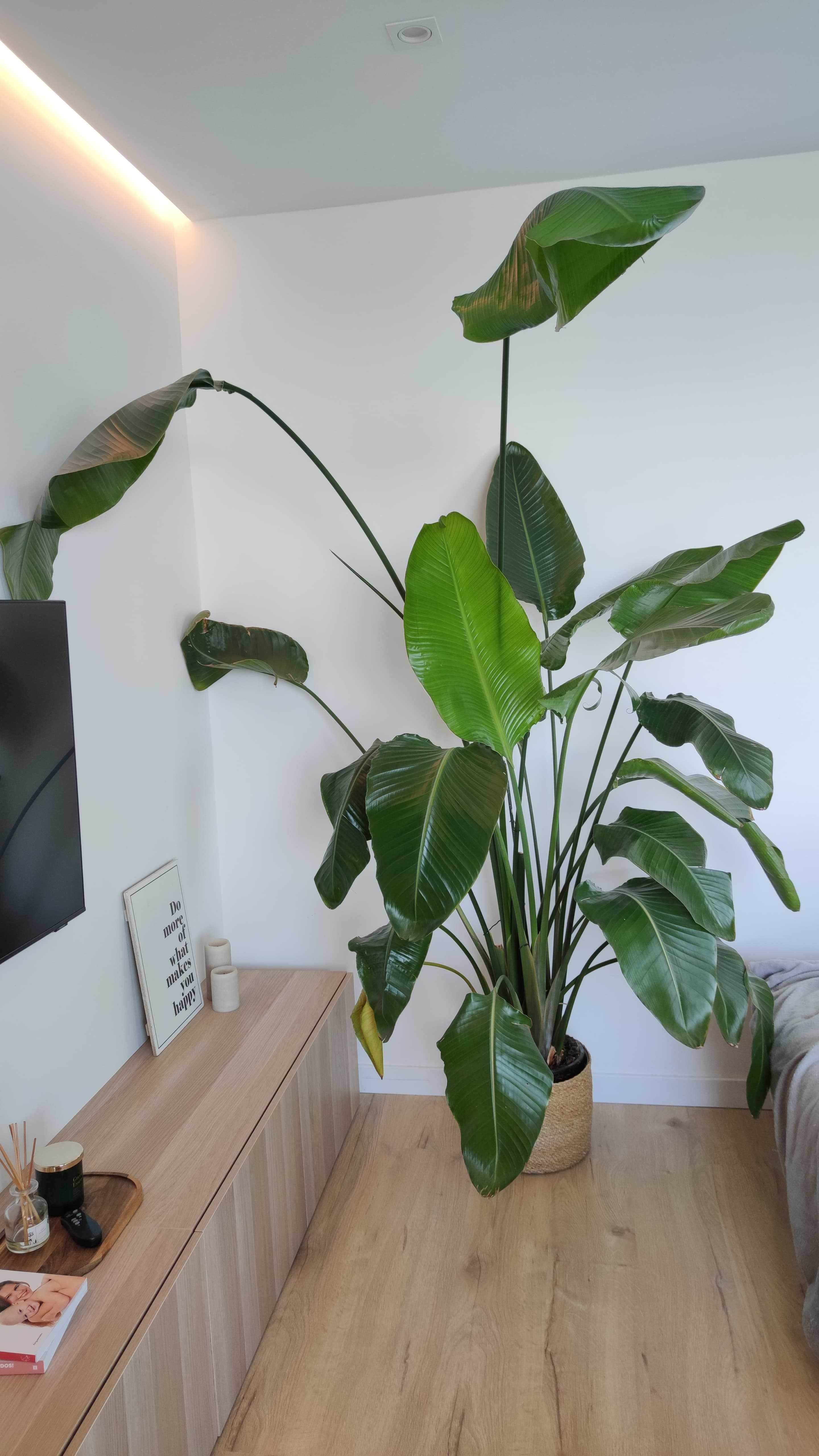Strelitzia Nicolai  2 metros