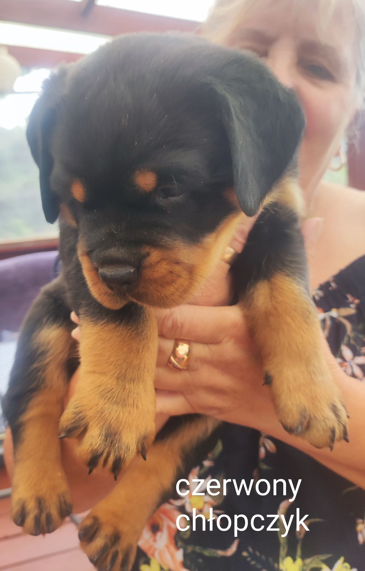 Rottweiler szczeniak do rezerwacji