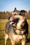 Matis-cudowny średniej wielkosci pies do adopcji