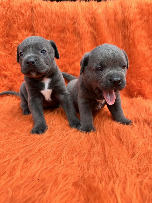 Голубий Cane Corso Арон 1 місяць— чистокровний щеня