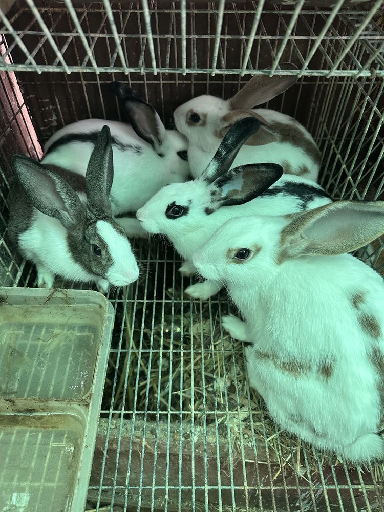 Coelhos caseiros
