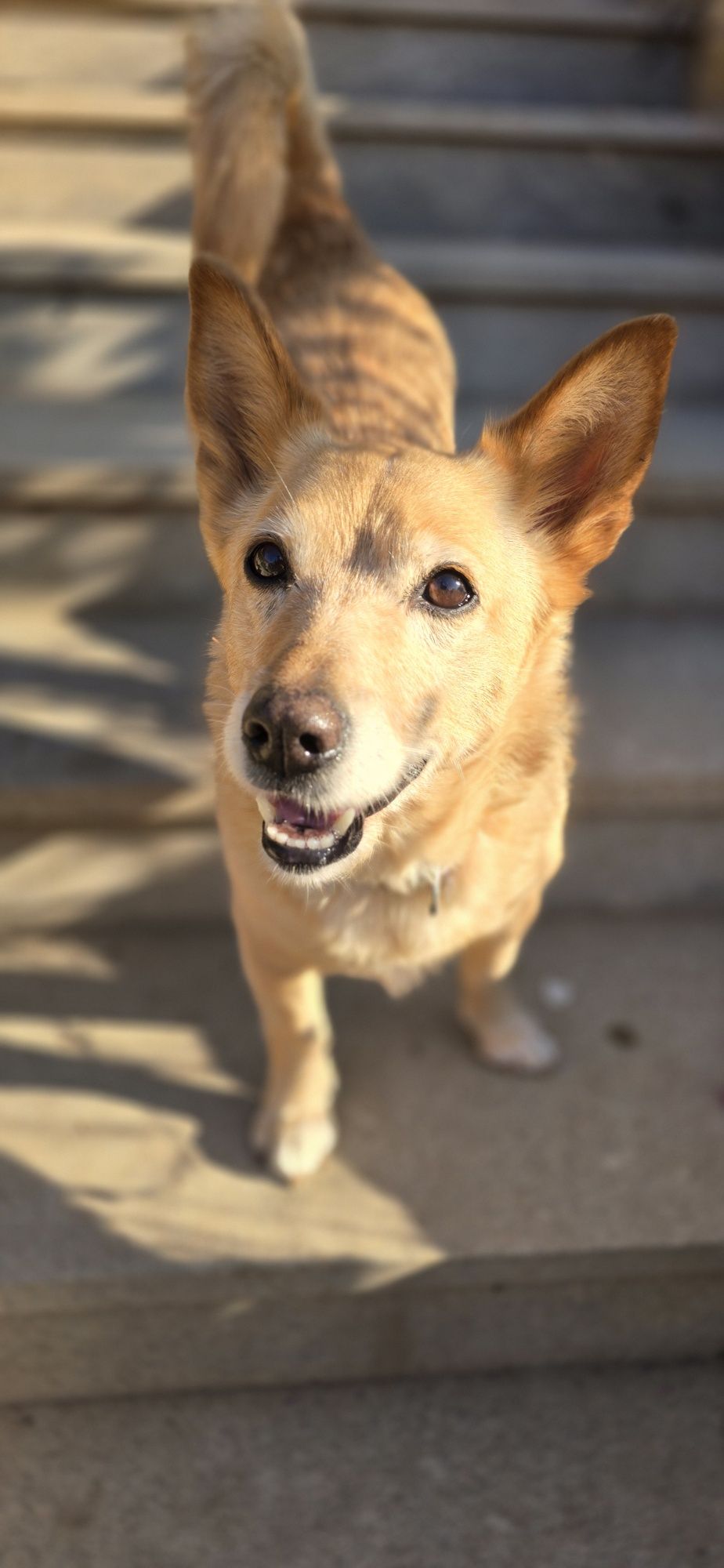W typie corgi do adopcji