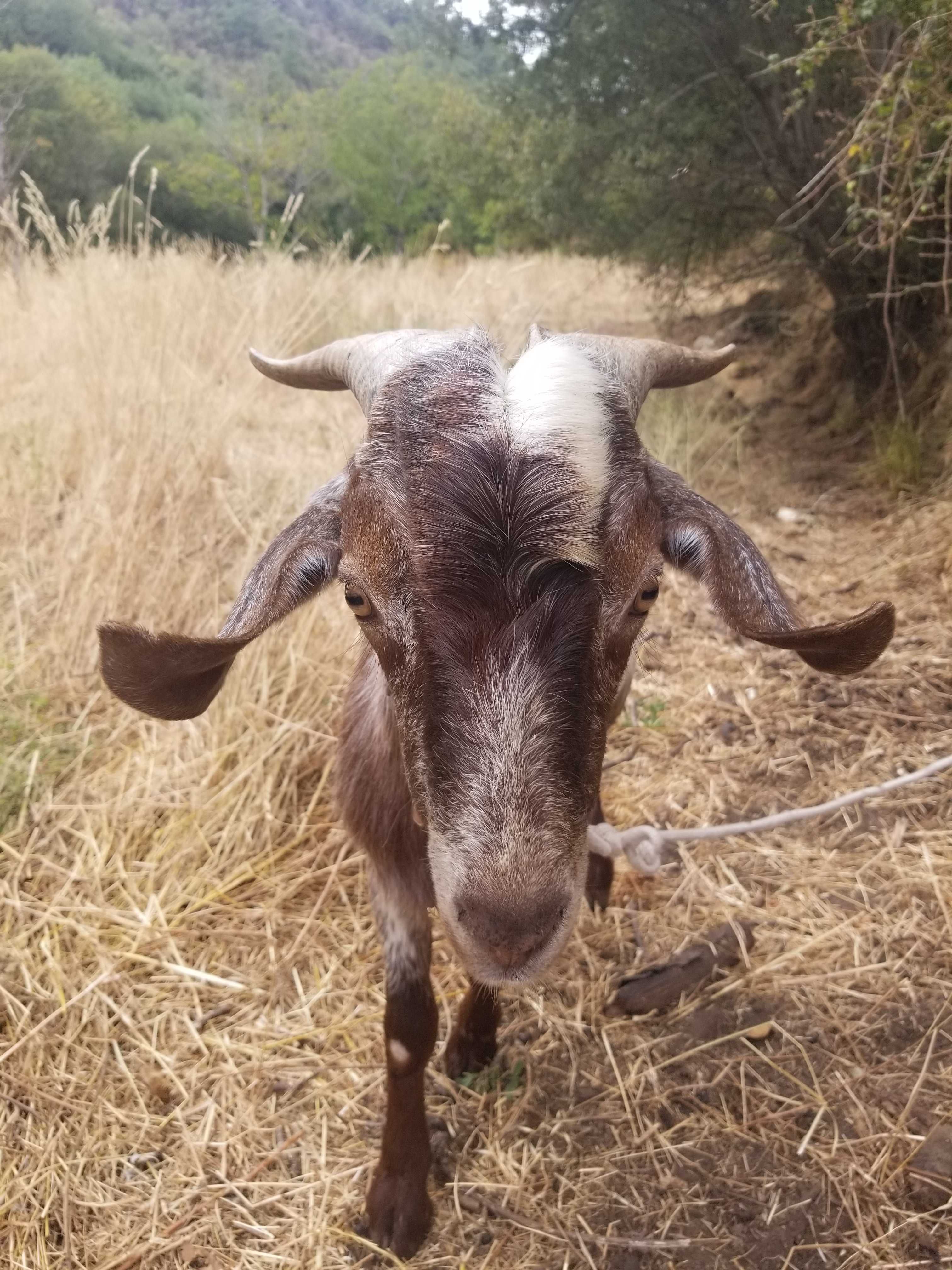 Casal das cabras