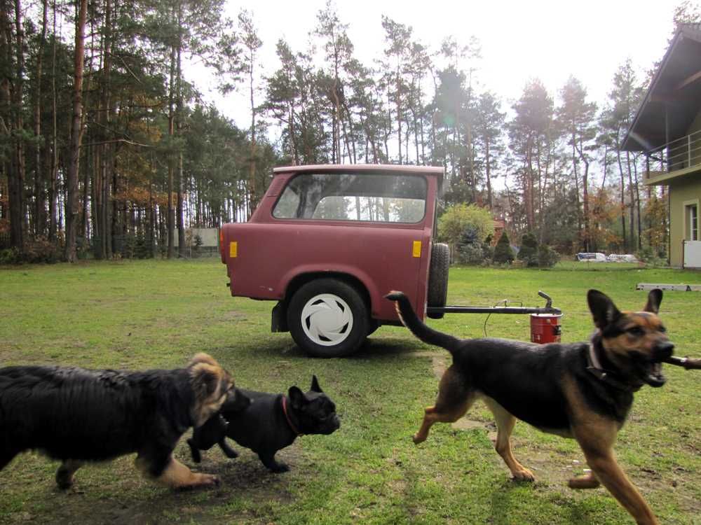 Hotel dla Psów. Labrador,Owczarek,Husky,Golden,kundel, noclegi, Wczasy