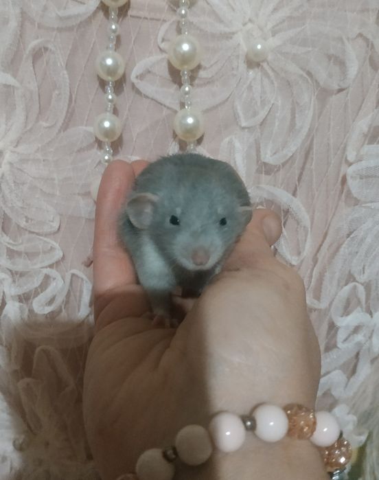 Очень красивые голубого окраса крысята Дамбо Рекс в Харькове крыса