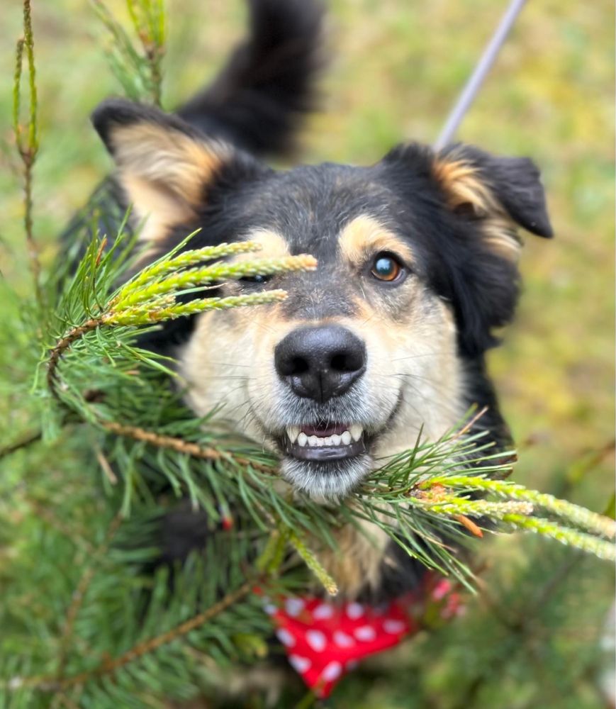 Kobiś żył w boksie w polu. Kochany tulaśny, do adopcji