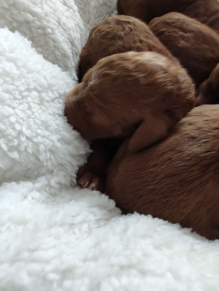 Goldendoodle F1b Standard Boy