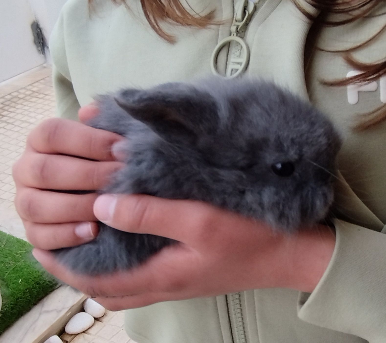 Coelhos miniatura