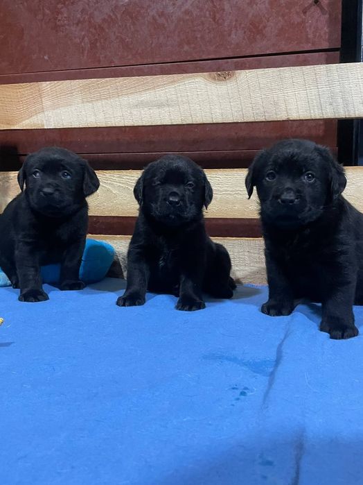 Щенки лабрадора ретривера