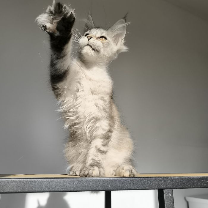 Kotka Maine Coon czarny ze srebrem - rodowód FPL