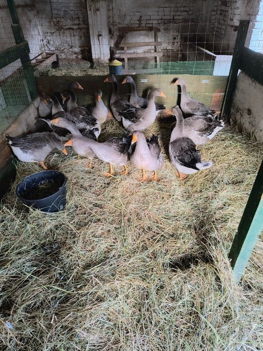 4 Samce Gęsi rasy landes szare