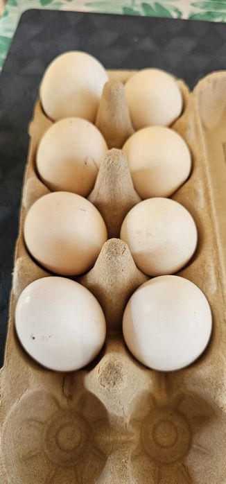 Jajka wiejskie od kur z wolnego wybiegu