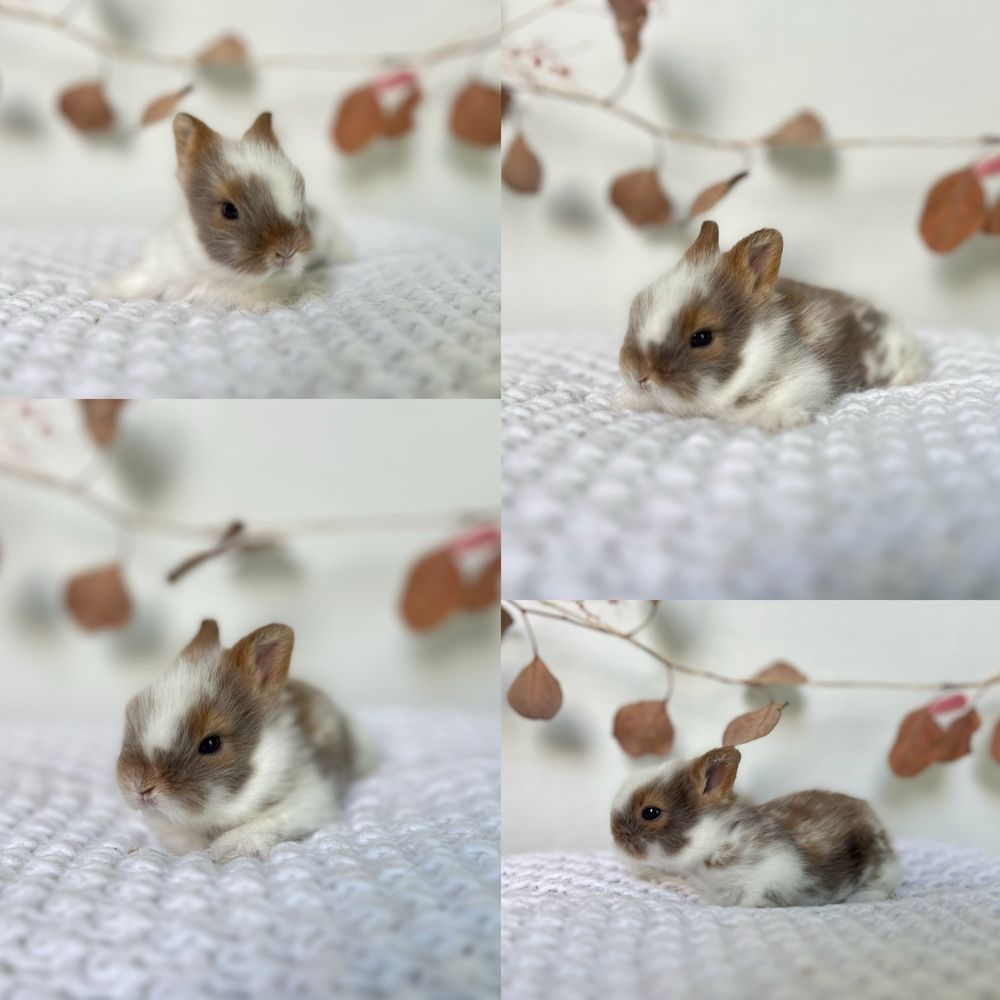 Karzełki Teddy, Mini Lopki Hodowla zarejestrowana
