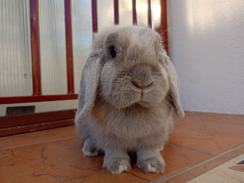 Królik mini lop minilop samica samiczka