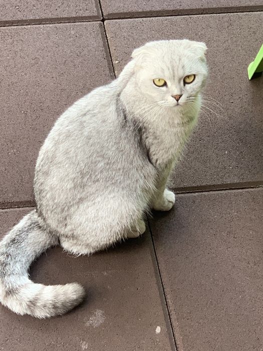 Перетримка , виховання , перевиховання кошенят