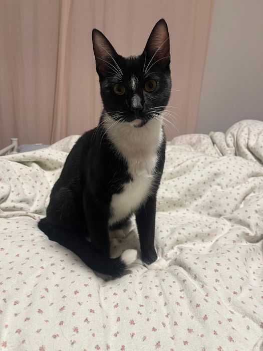 Gatinho de 6 meses para doar