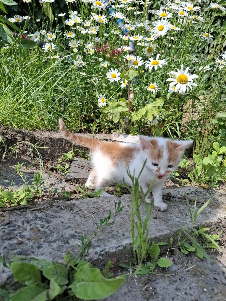 Кошенята, в добрі руки