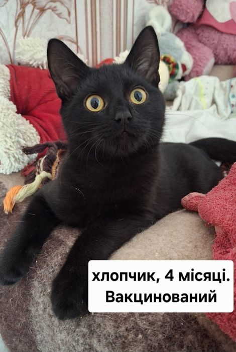 Безкоштовно кошенята у хороші руки!