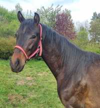 2-letni ogierek po: Courtier/Conthargos, niemiecki koń sportowy