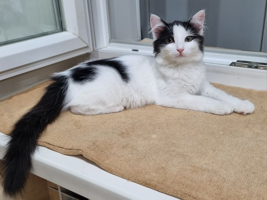 Котенок девоч стерил