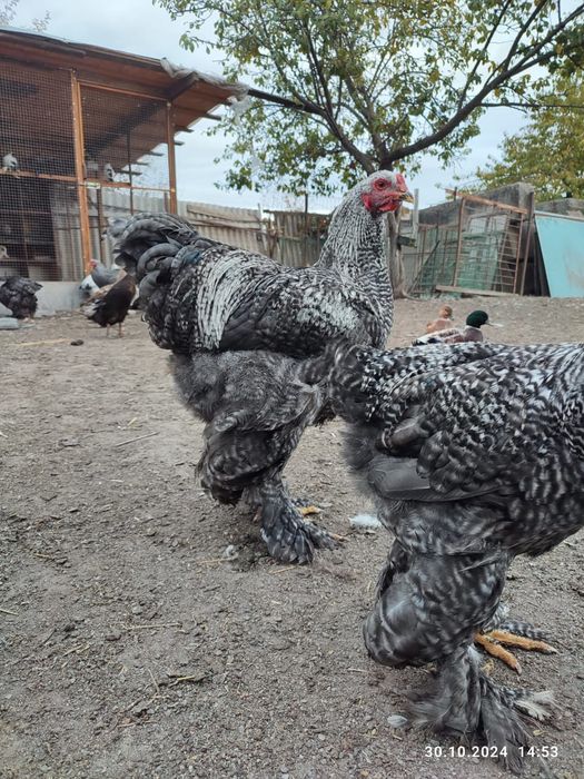 Кури Брама куропатчата,полосата зозуляста