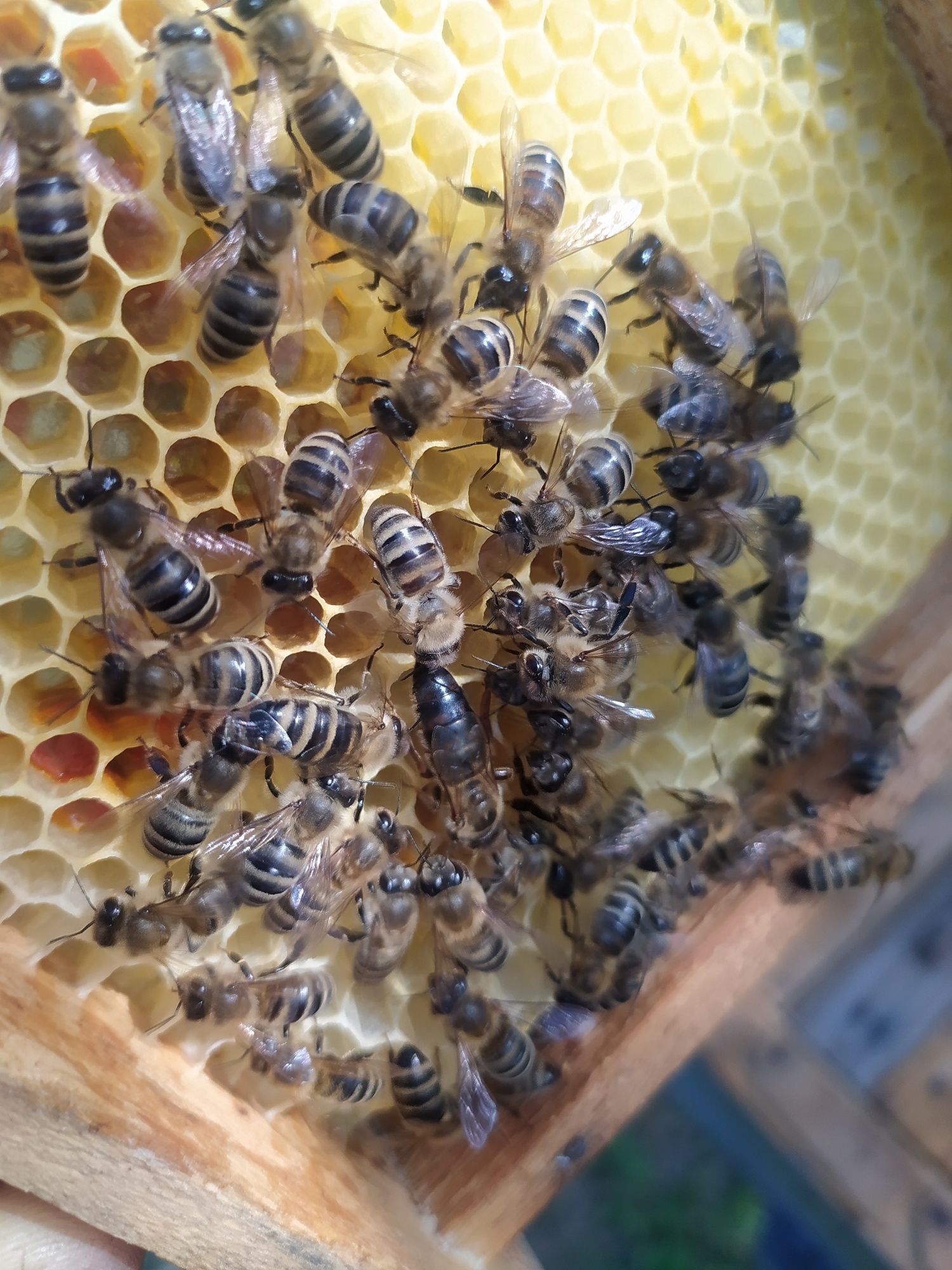Плідні бджоломатки. Карпатки