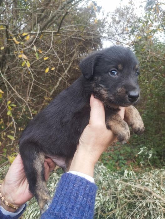 Neco para adoção muito responsável