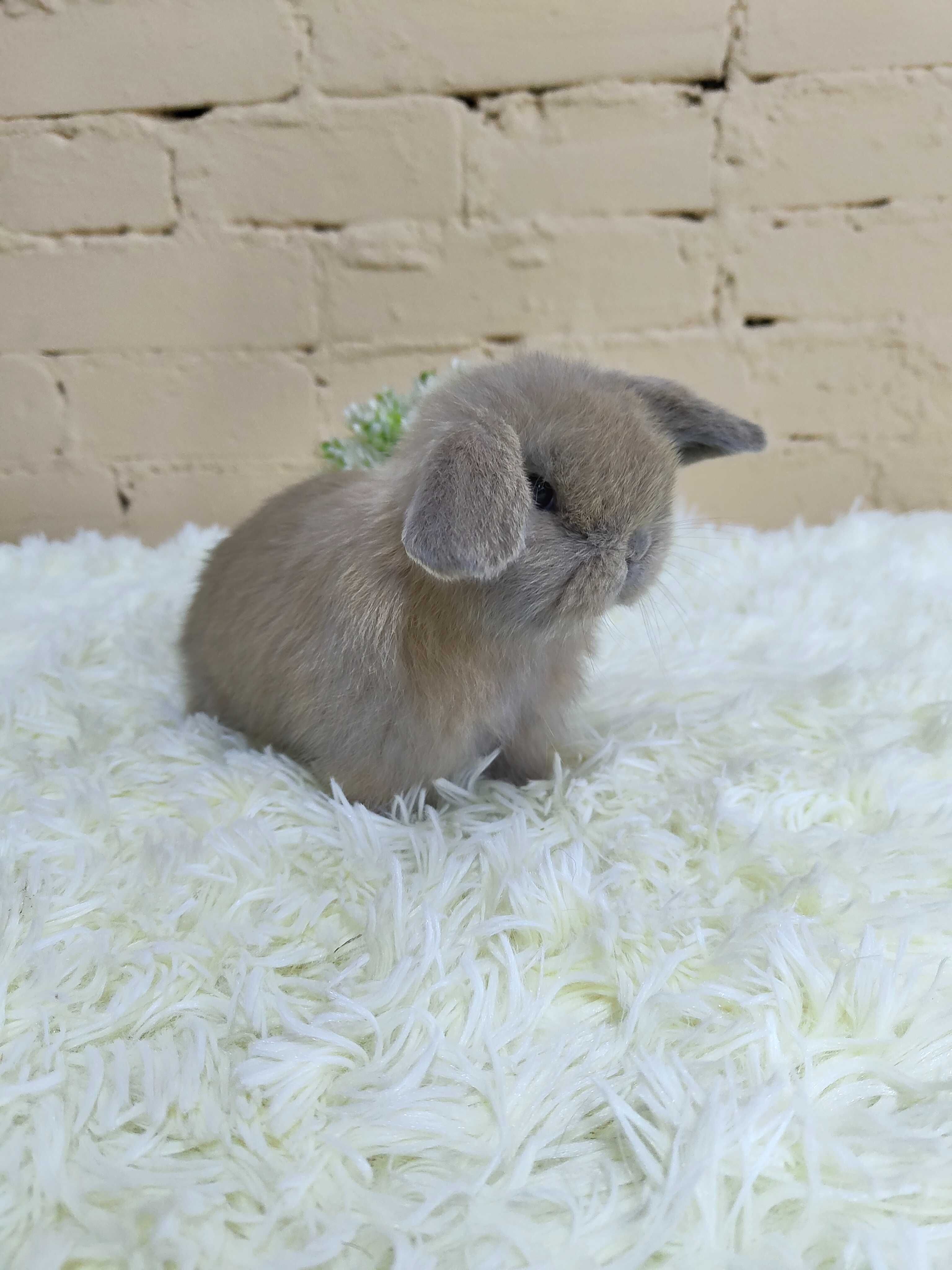 Urocze króliczki Mini Lop, maluszki do rezerwacji.