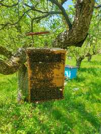 Pakiety pszczele, zsypańce pszczół, rójki, roje
