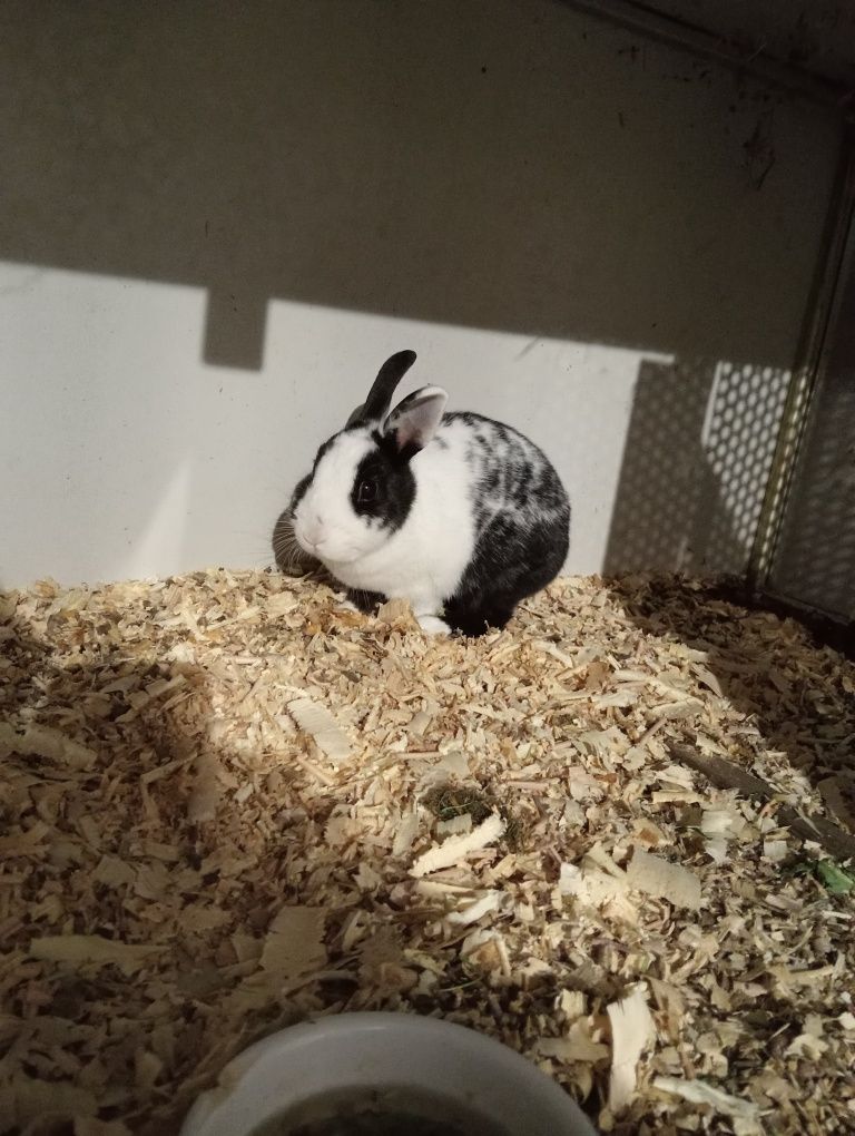 Królik miniaturka