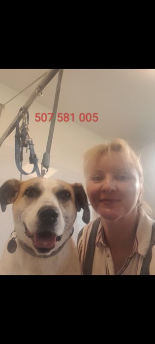 Pielęgnacja strzyżenia psów i kotów