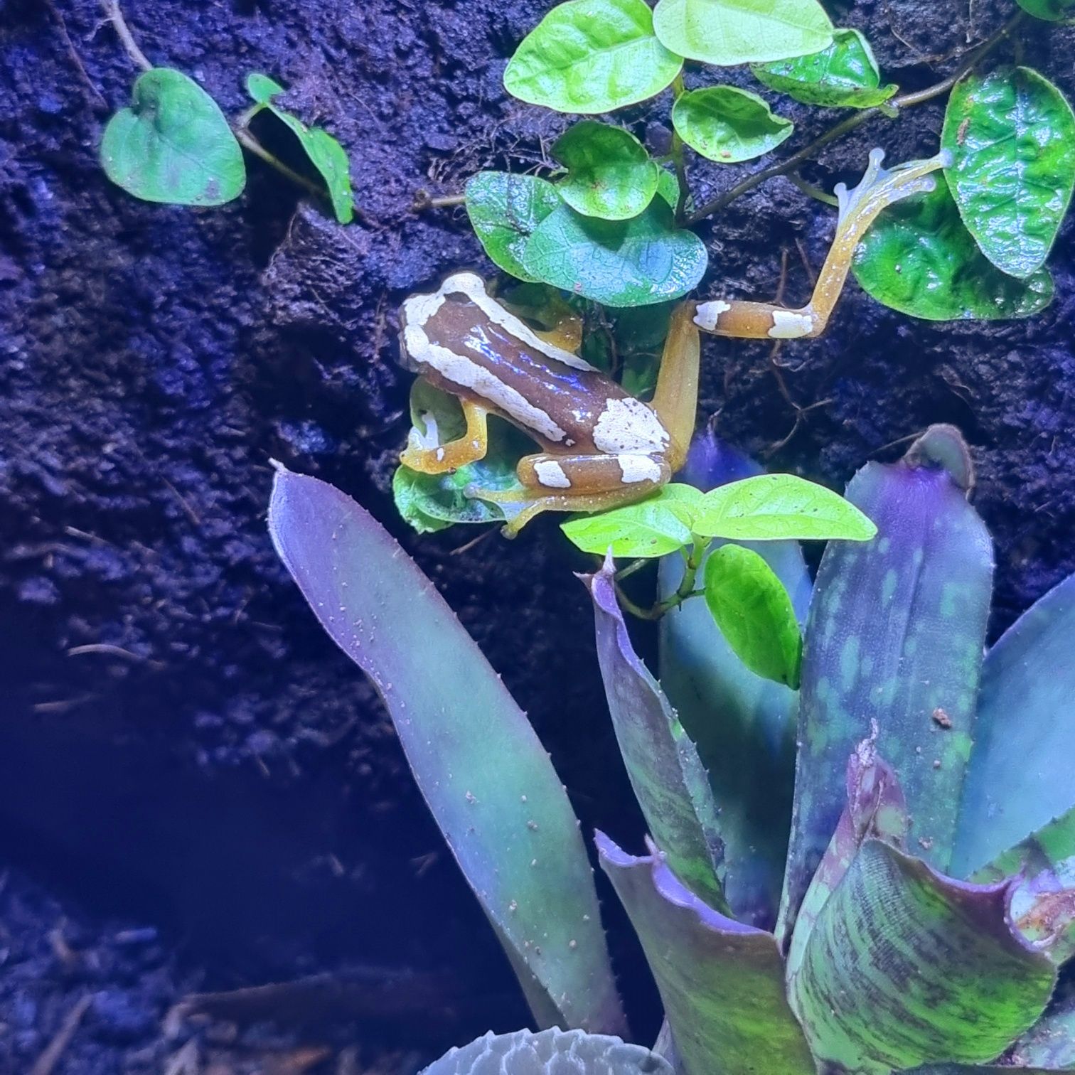 Afrixalus paradorsalis/ rzekotka (żaba)