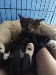 Mały Harry do adopcji