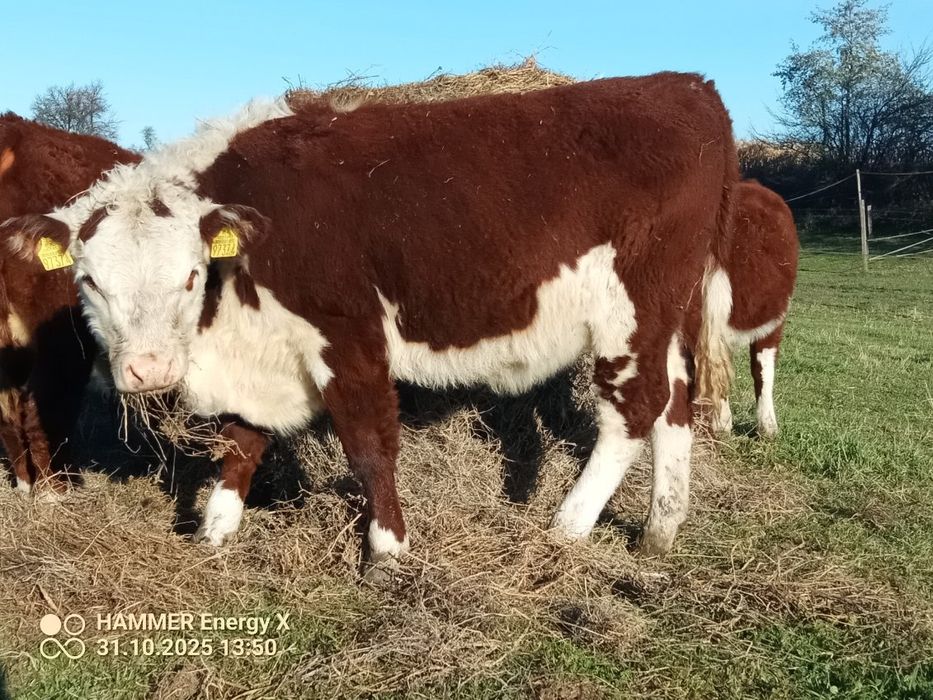 Sprzedam byka i jałówkę