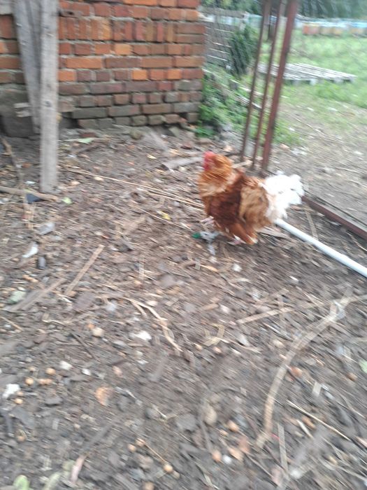 Sprzedam koguty tegoroczne.