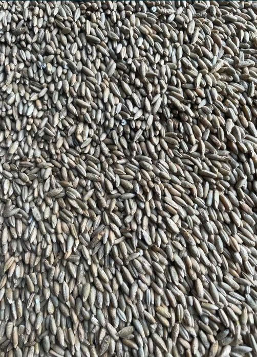 Sprzedam Żyto tegoroczne