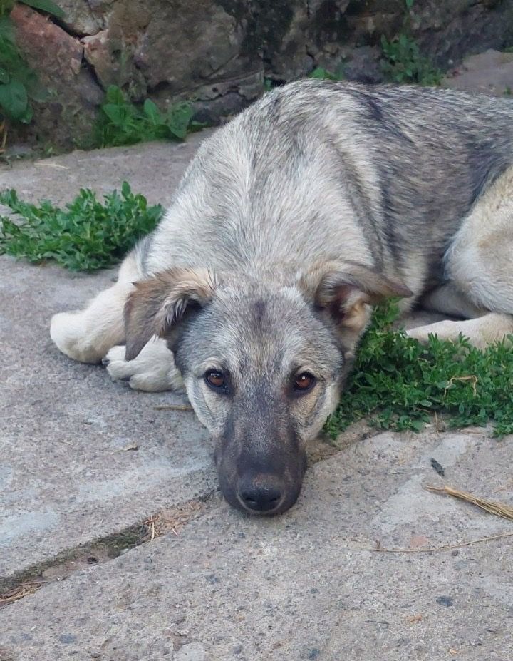 Цуценята в добрі руки
