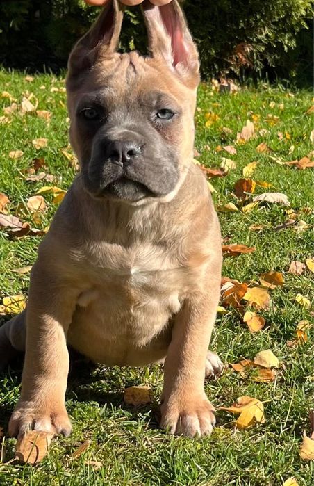 Cane corso szczenię