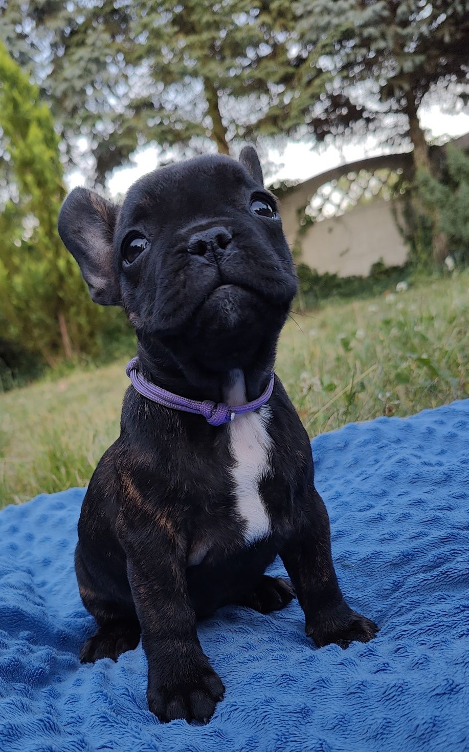 Buldog francuski  suczka ZKwP/FCI