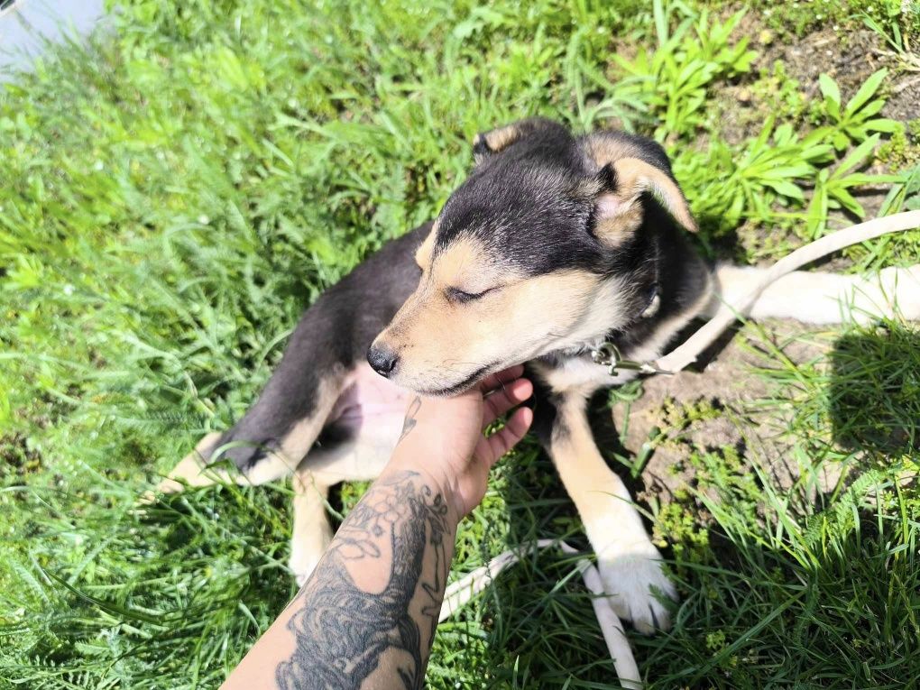 Szczeniak NALA do adopcji