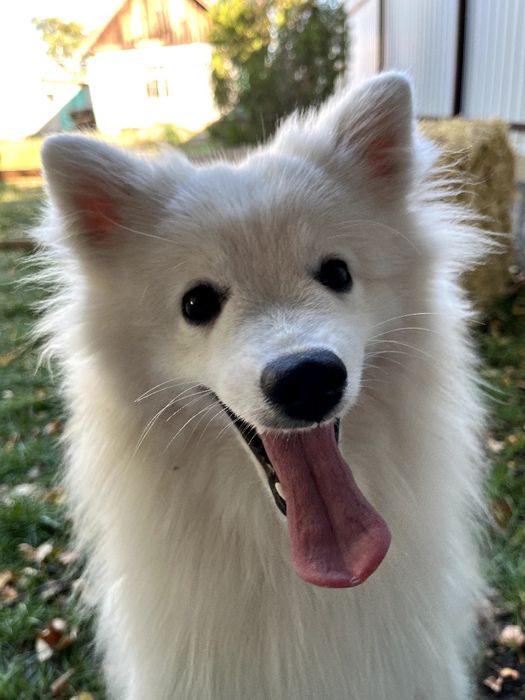 Японский Шприц мальчик.