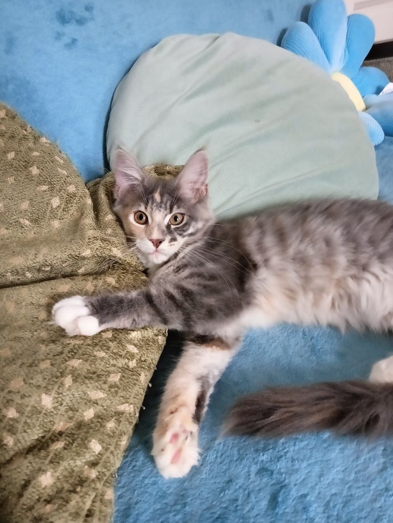 Maine coon prześliczna niebieska szylkretka z rodowodem FPL