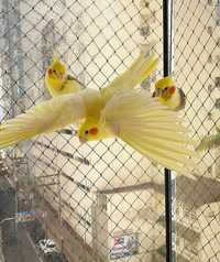 Птах Корелла - хто цінує яскраве та яскраве забарвлення перу