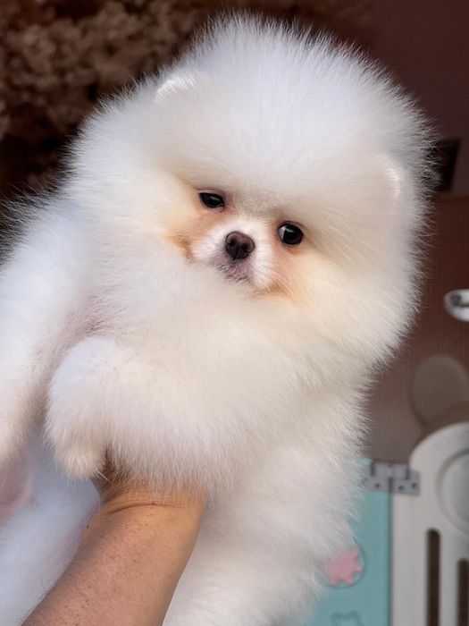 Szpic miniaturowy FCI Pomeranian zkwp